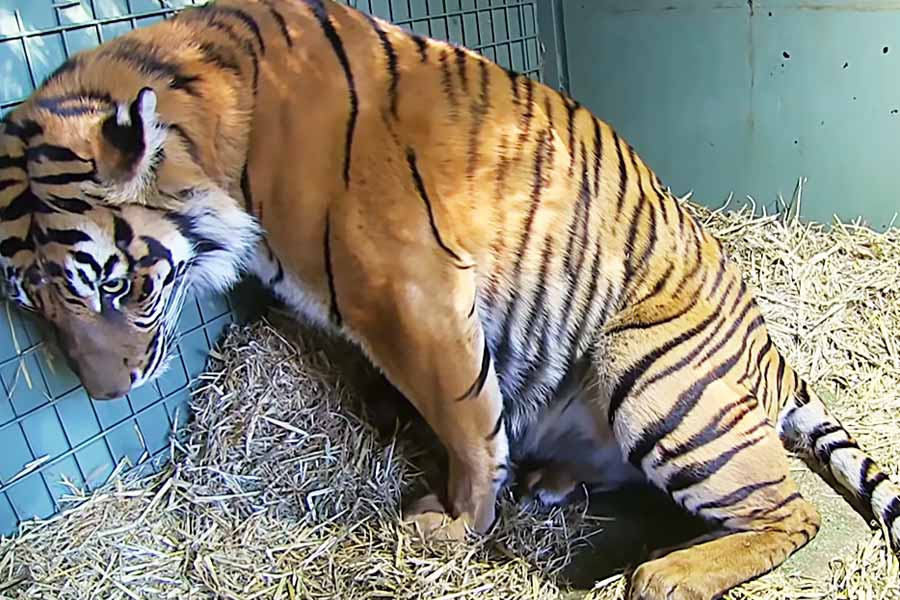 Tigress Gives Birth Snare Still Stuck In Stomach Tigress Gives Birth