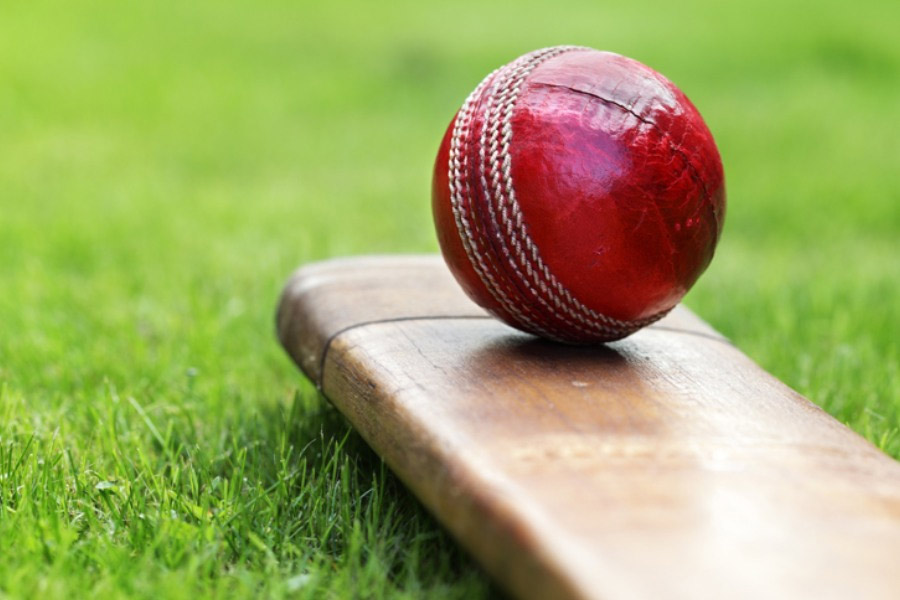 Representative image of cricket
