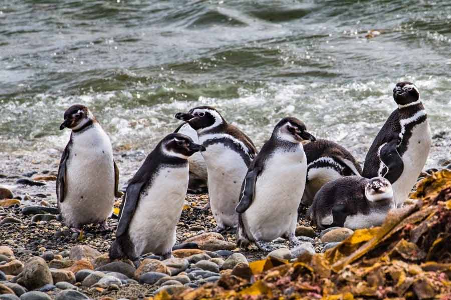 2000 Penguins mysteriously wash up dead on Uruguay Coast