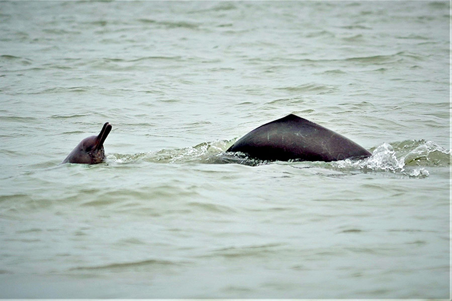 Fishermen catch and eat dolphin from Yamuna river in UP.