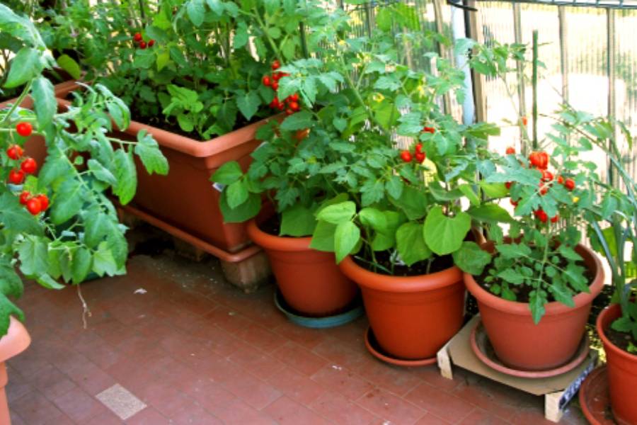 Image of Roof Top Vegetable Garden