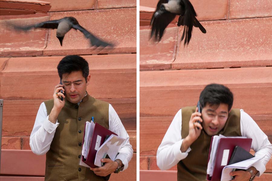 Crow pecked on AAP leader Raghav Chadha outside parliament BJP takes jibe.
