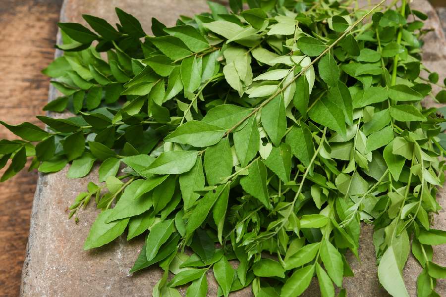 বর্ষাকালে চুলের যত্নে ব্যবহার কারিপাতা।