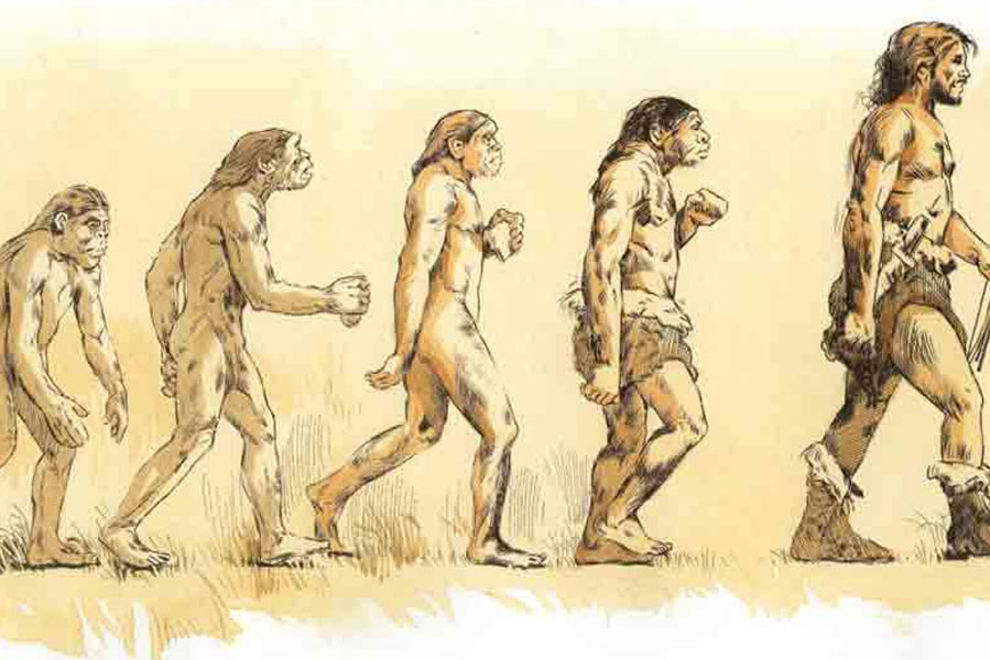 An image of Human Evolution
