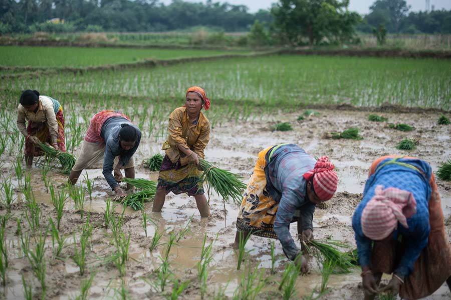 Russia bans grain export to stabilize domestic market after India’s announce on the same.