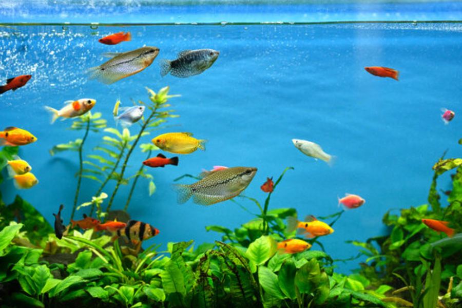 Image of Aquarium