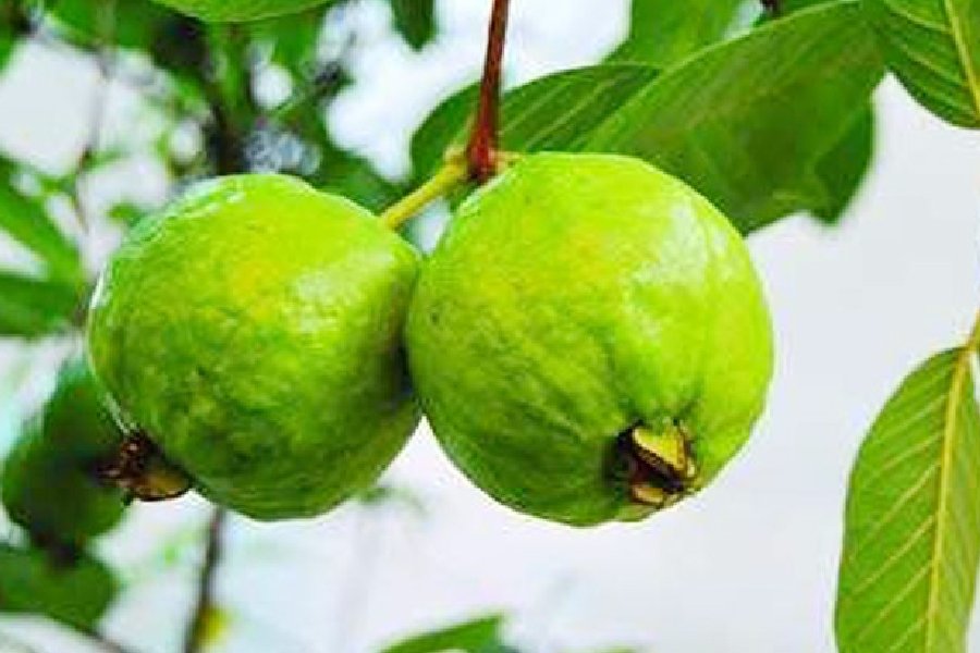 Image of Guava
