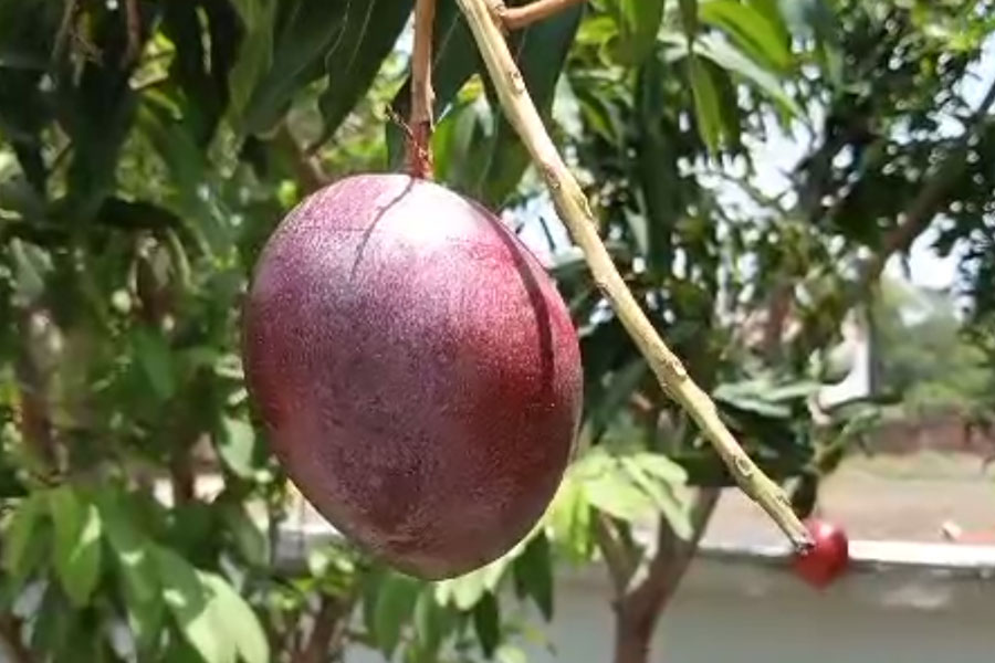 image of mango 