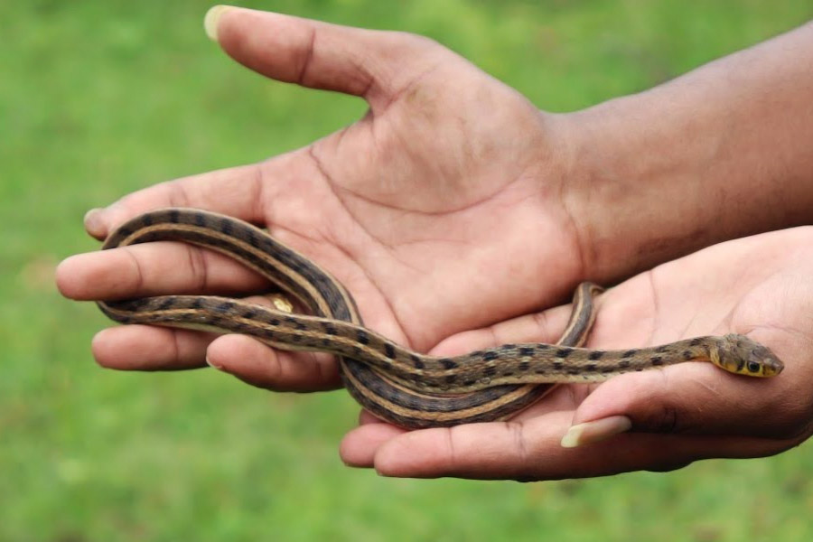 3 year old boy chews up small snake in UP.