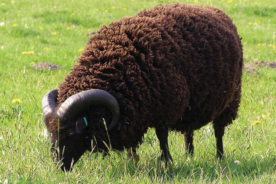 ‘বা বা ব্ল্যাক শিপ’ ছড়ায় তিন ব্যাগভর্তি উলের কথা উল্লেখ রয়েছে। ছড়া অনুযায়ী তার মধ্যে এক ব্যাগ উল প্রভুর জন্য, দ্বিতীয় ব্যাগটি গৃহিণীর জন্য। গলির শেষে যে ছোট ছেলেটি থাকে তার জন্য বরাদ্দ ছিল উলভর্তি তৃতীয় ব্যাগটি।