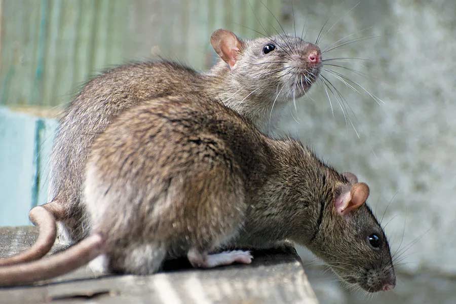 representative photo of child