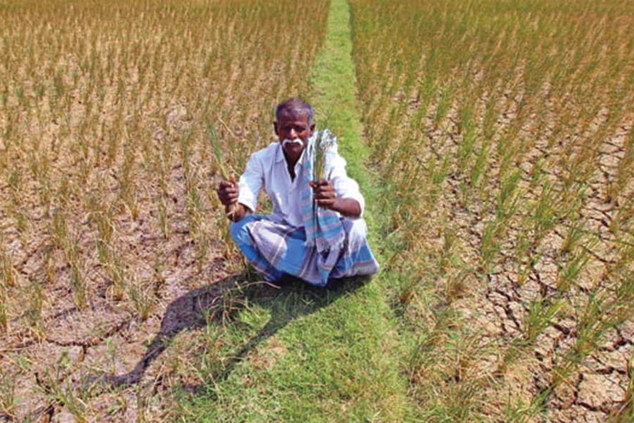সব মিলিয়ে দেড় হাজার মানুষের বাস কালকেরিতে। এখানকার সবাই প্রায় অড়হর ডালের চাষ করেন। তাই বৃষ্টি হওয়া বা না হওয়ার উপর তাঁদের গোটা বছর নির্ভর করে। 