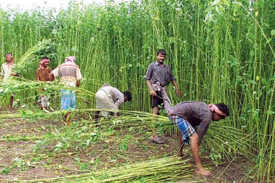Jute farmers are facing huge problem due to heat