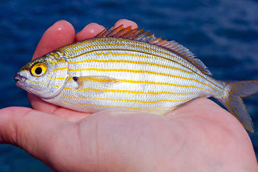 দেখে নিরীহ মনে হলেও সালেমা পর্জি কিন্তু ততটাও নিরীহ নয়। বলা হয়, এই মাছ খেলে নেশা থাকে প্রায় ৩৬ ঘণ্টা। এলএসডি (লাইসারজিক অ্যাসিড ডিথাইলামাইড) খেলে যেমন নেশা হয়, এই মাছ খেয়েও নাকি তা-ই হয়।