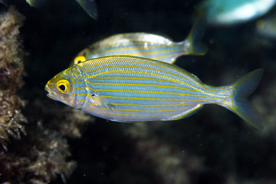 আরবিতে সালেমা পর্জিকে বলা হয়, ‘যে মাছ স্বপ্ন দেখায়’। মনে করা হয় রোমান সম্রাটেরা এই মাছ খেয়ে নেশা, আমোদ করতেন। পলিনেশীয়রা উৎসব-অনুষ্ঠানে এই মাছ খেতেন।