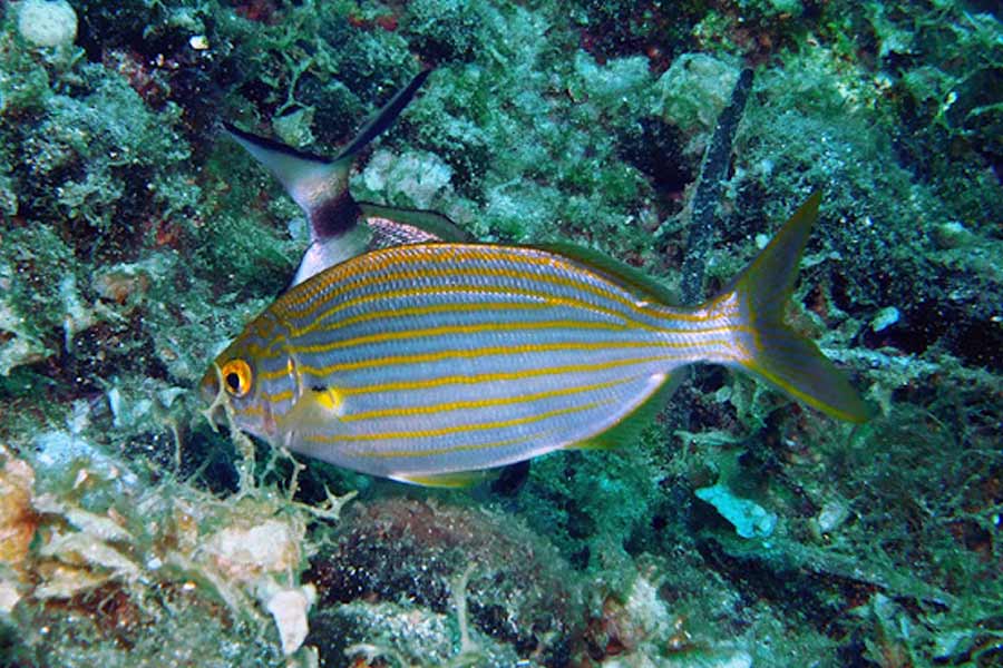 ২০০৬ সালে একটি প্রতিবেদন প্রকাশিত হয়েছিল। সেখানে প্রথম এই মাছ খেয়ে নেশার কয়েকটি ঘটনা উল্লেখ করা হয়েছিল। সেখানে ১৯৯৪ সালের একটি ঘটনার কথা উল্লেখ করা হয়।