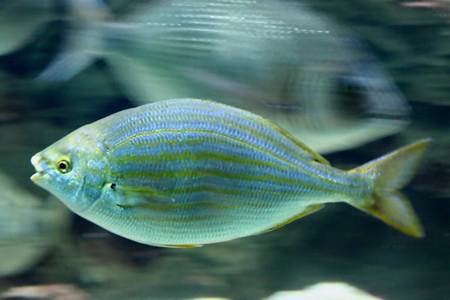 ১৯৯৪ সালে ফ্রেঞ্চ রিভিয়েরায় বেড়াতে গিয়েছিলেন ৪০ বছরের এক ব্যক্তি। সেখানে এই মাছ সেঁকে খেয়েছিলেন তিনি। খাওয়ার পরের দিনই শুরু হয় বমি, মাথা ঘোরা। চোখে ঝাপসা দেখতে শুরু করেন তিনি। পেশি দুর্বল হয়ে যায়।