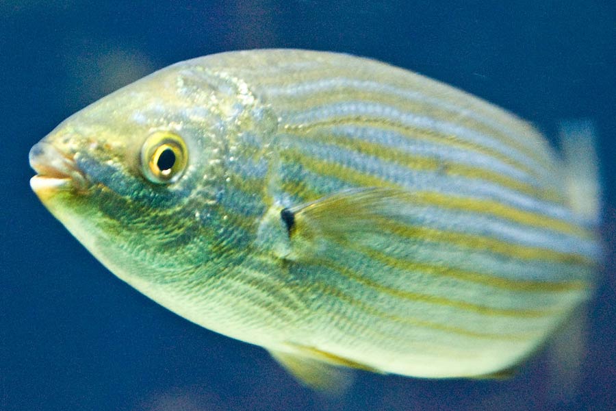 ২০০২ সালে ফ্রেঞ্চ রিভিয়েরাতেই একই রকম ঘটনা হয়। সেন্ট ট্রোপেজে ওই মাছ কিনে সেঁকে খেয়েছিলেন ৯০ বছরের এক ব্যক্তি। 