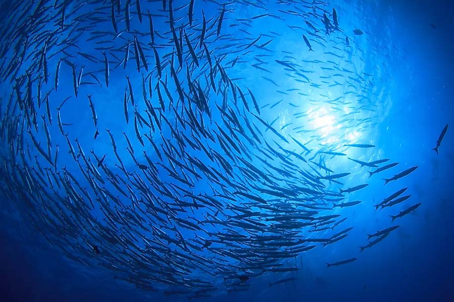 অনেক বিজ্ঞানীই আবার মনে করেন, এই মাছ খেলে সকলের যে নেশা হবে, তা নয়। অনেকেরই শরীরে এই মাছের কোনও প্রভাব পড়ে না। যদি সকলেরই নেশা হত, তা হলে এই দিয়ে মাদক তৈরি হত।