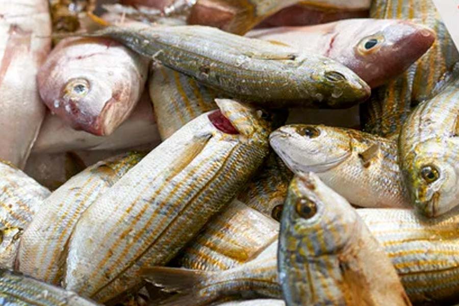 তবে মাছটির শরীরে কী ধরনের টক্সিন তৈরি হয়, তা স্পষ্ট নয় বিজ্ঞানীর কাছে। কেউ মনে করেন সালেমা পর্জির শরীরে ইন্ডোল গোষ্ঠীর ক্ষার থাকে। এলএসডির গঠনও এ রকমই।