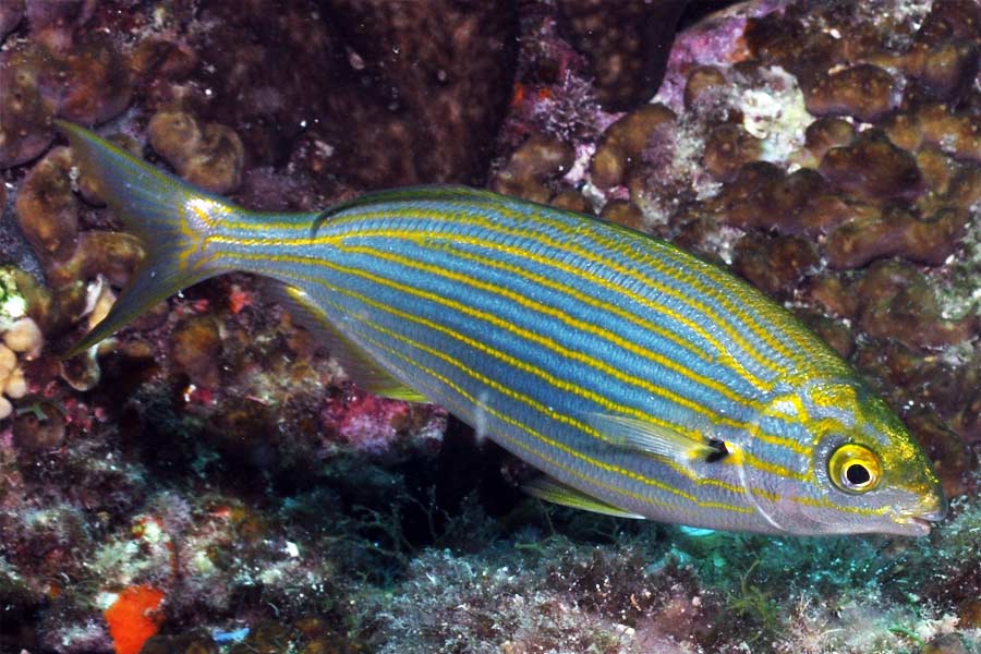 অনেক বিজ্ঞানী মনে করেন, সালেমা পর্জির শরীরে ডিমেথলাইট্রাইপথামিন (ডিএমটি) থাকে। ডিএমটি এক ধরনের মাদক জাতীয় পদার্থ যা অনেক জীবেই থাকে। গবেষকদের মতে, এই ডিএমটির কারণে এই মাছ খেলে নেশা হতে পারে। তবে কী থেকে আসলে নেশা হয়, তা নিয়ে বিশেষ গবেষণা হয়নি।