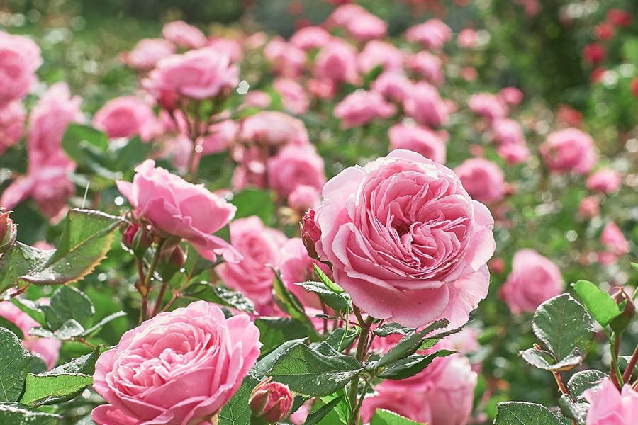 অনেকের মতে, কোজ়গরদের হাত ধরেই উপত্যকায় গোলাপজল তৈরি করা শুরু হয়েছিল। আবার এ নিয়ে ভিন্ন মতও রয়েছে।