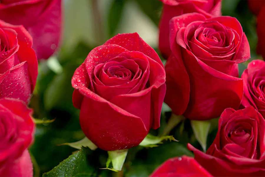 যাবতীয় বাধাবিপত্তি সত্ত্বেও আব্দুল আজ়িজ়ের হাতেগড়া গোলাপজলের দাম অনেকেরই সাধ্যের মধ্যে। ২০০ মিলিলিটারের এক বোতল গোলপজল কিনতে খরচ করতে হবে ৪০ টাকা।