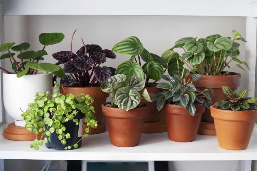 Image of Plants.