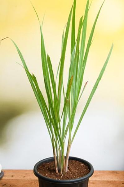 Image of Lemon grass.