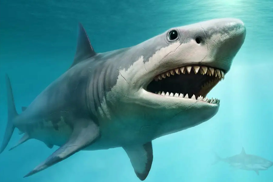 Shark who attacked and eaten Russian tourist to be placed in museum of Egypt.