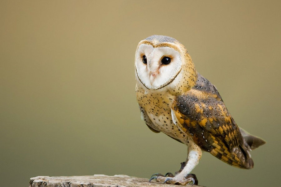 barn Owl