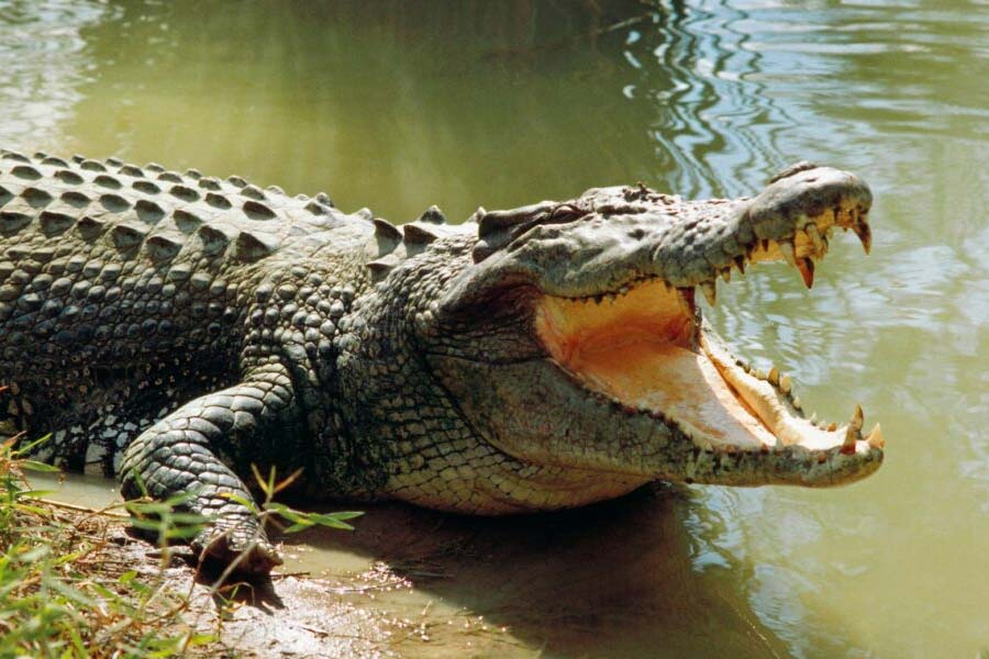 image of crocodile