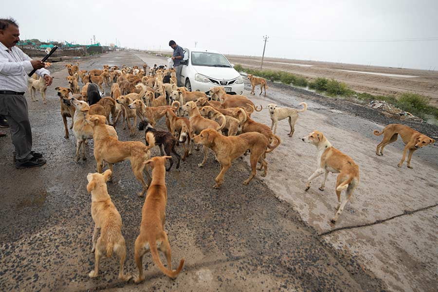 Villagers are returning to coast in Gujarat to feed pets as Cyclone Biparjoy advances.