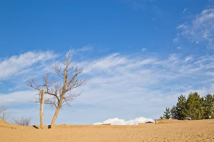Japan’s Disappearing Dessert