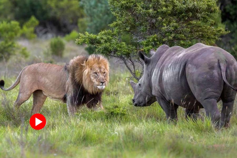  photo of lion and Rhino