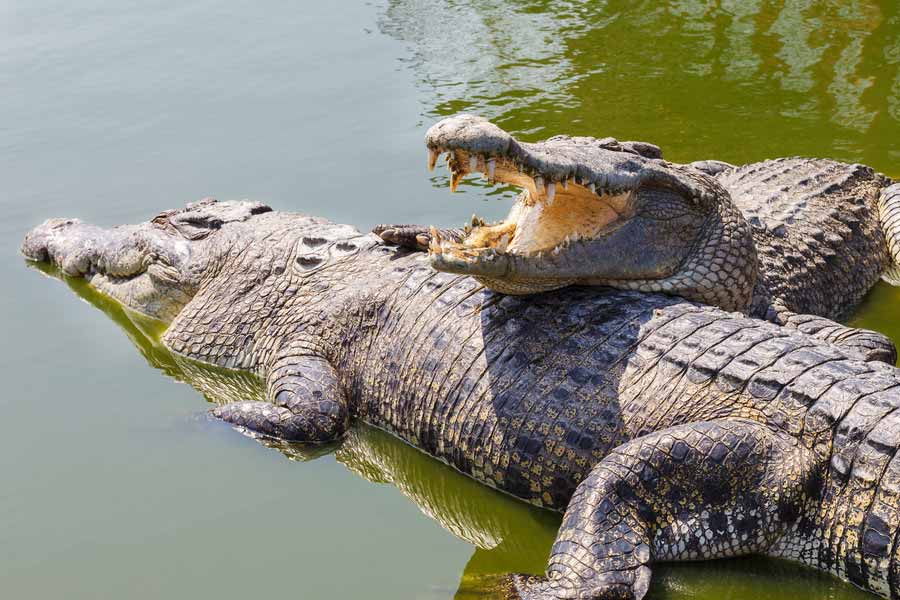 Couple murdered and thrown in crocodile-infested river by family.