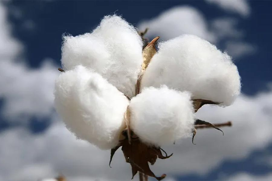 representative photo of cotton
