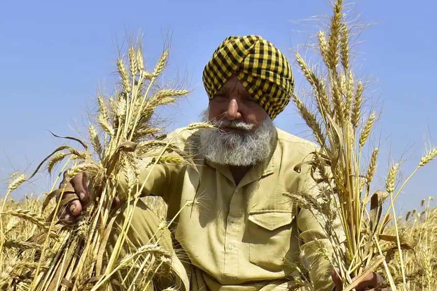 representational image of farmer 
