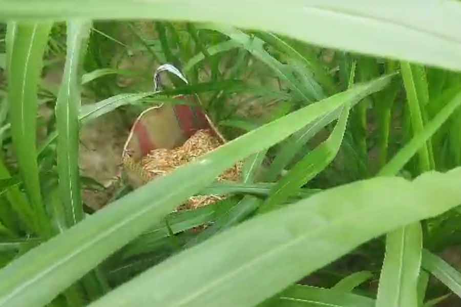 Bombs recovered from Raninagar of Murshidabad