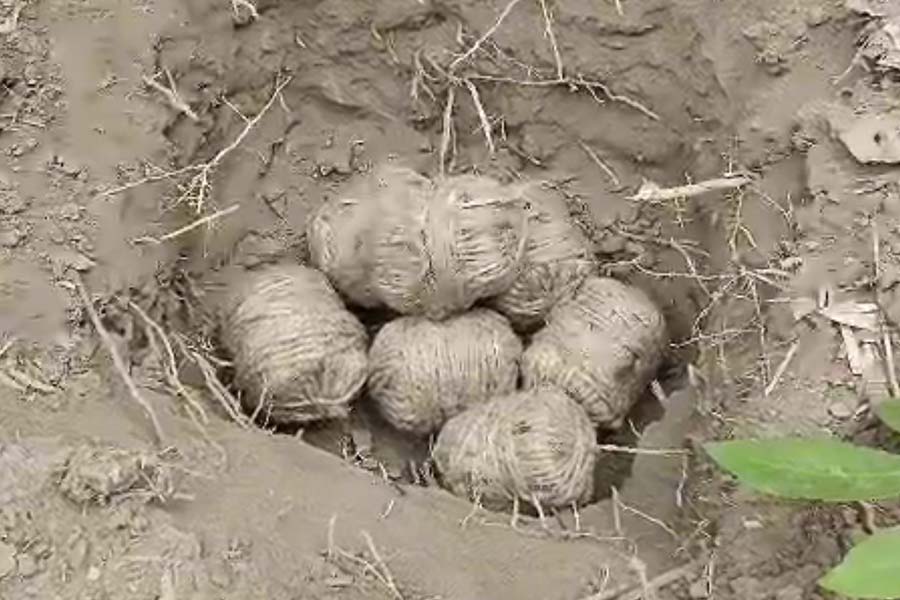 Bombs recovered from Sagarpara of Murshidabad