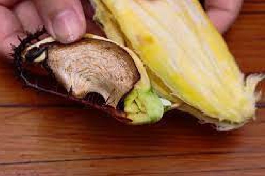 Image of Mango seeds 