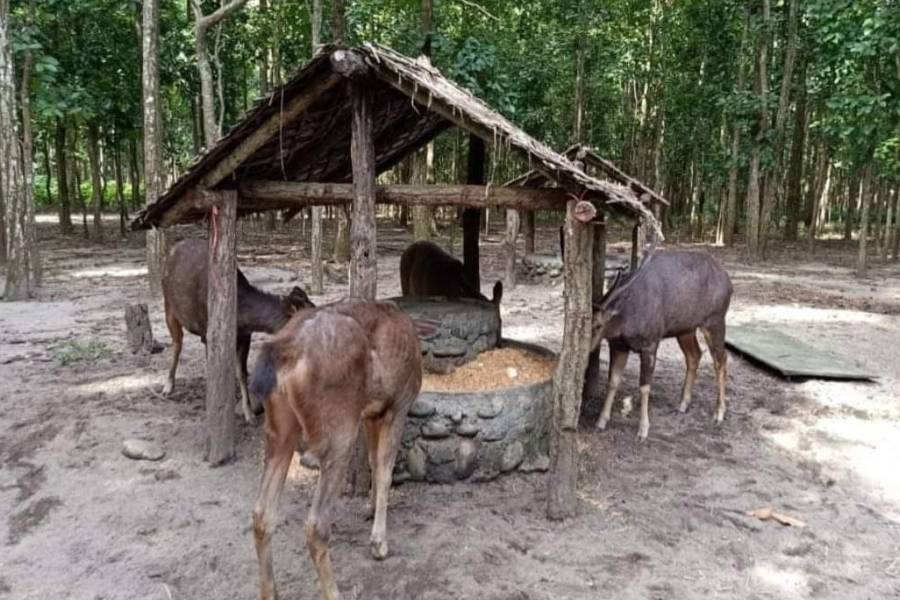 Blackbucks in Bengal Safari suffering from Tuberculosis