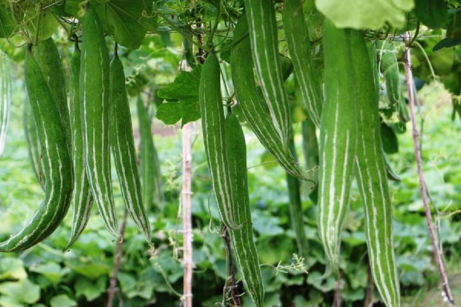 Image of snake gourds