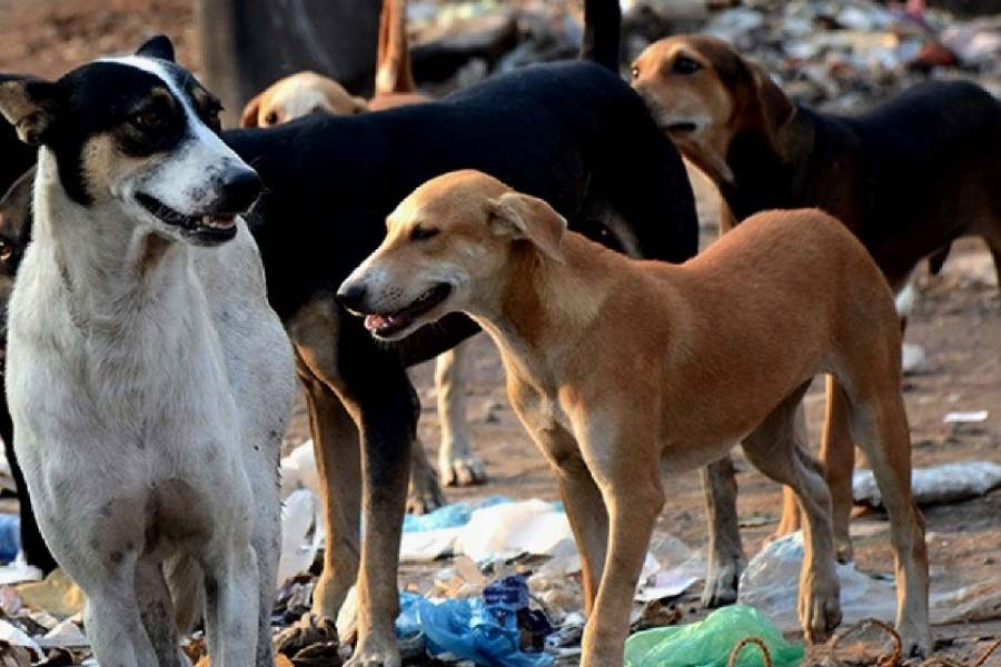 An image of Stray Dogs