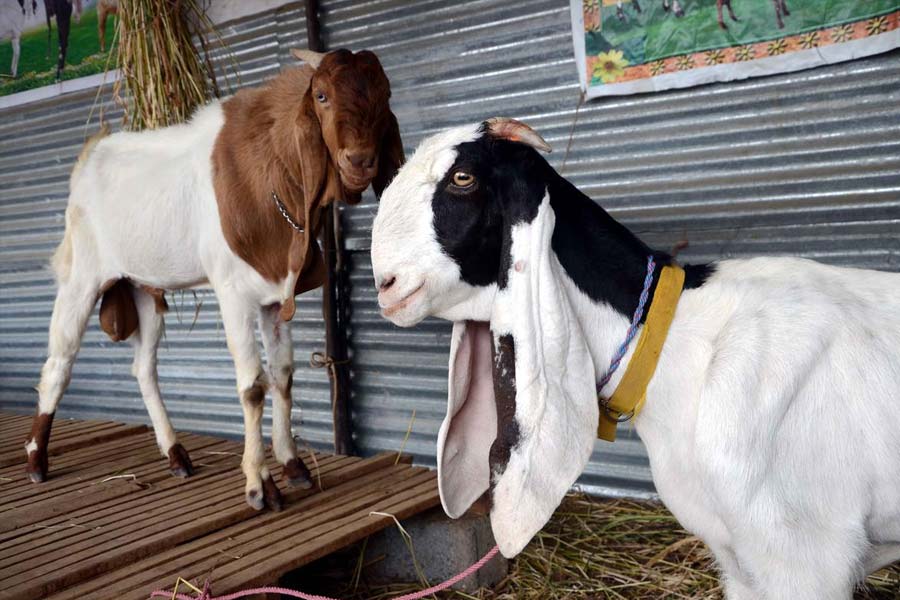 Representational Image of goats