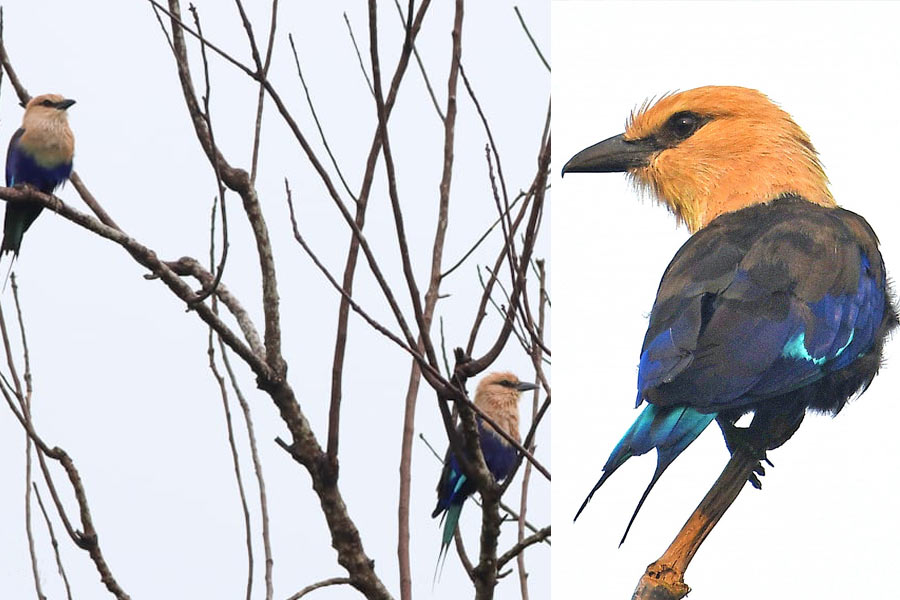 A pair of Blue-bellied roller, an African species of bird clicked near Baruipur of South 24 Parganas