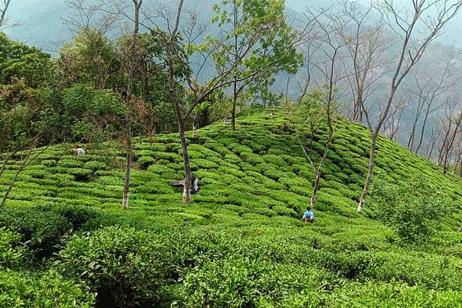 An image of Tea Garden