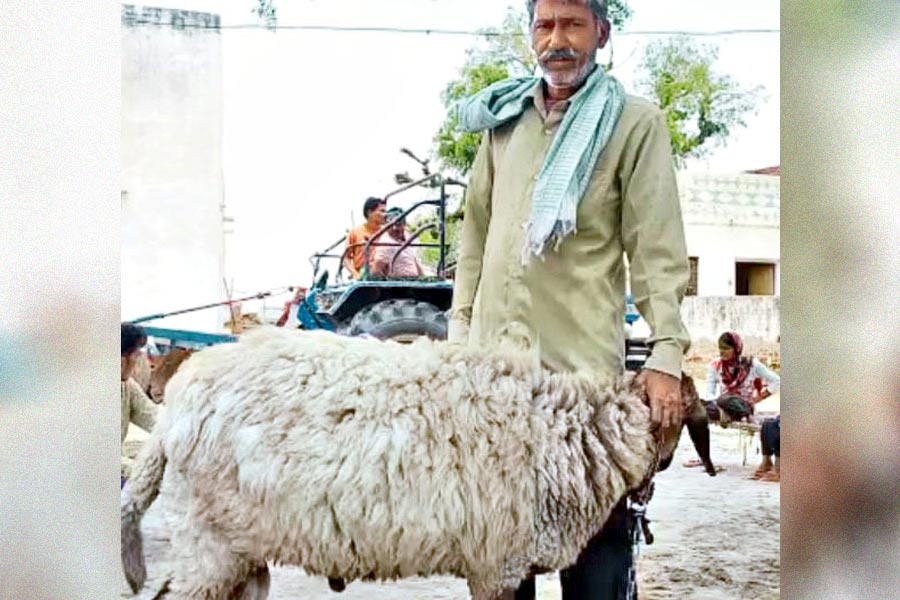 সেই ভেড়ার সঙ্গে পালক রাজু সিংহ। ছবি: সমাজমাধ্যম