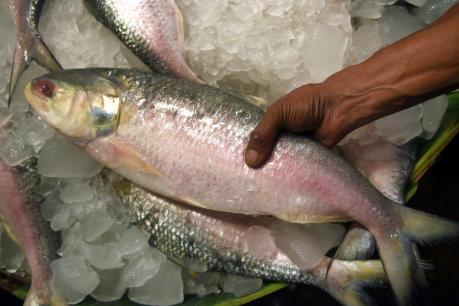 image of Ilish.