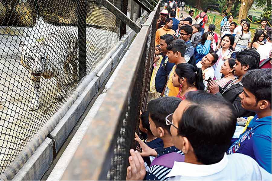 Zoo animals are being helpless and suffering from psychological problems due to excessive noise